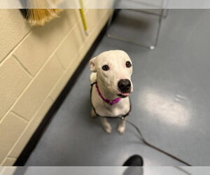 Labrador Retriever-Unknown Mix Dogs for adoption in Denver, CO, USA