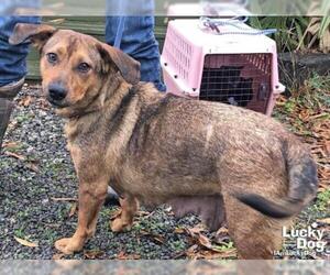 Basset Hound Dogs for adoption in Washington, DC, USA