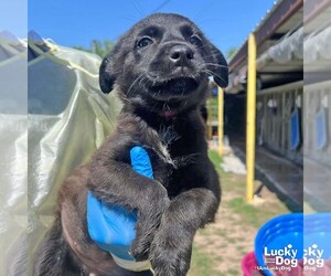 Mutt Dogs for adoption in Washington, DC, USA