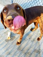 Labrador Retriever Dogs for adoption in Williston, FL, USA