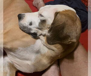 Great Dane Dogs for adoption in Palm Beach, FL, USA