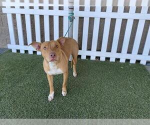 Staffordshire Bull Terrier-Unknown Mix Dogs for adoption in Modesto, CA, USA
