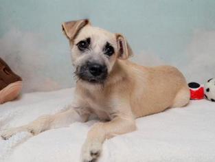 Mutt Dogs for adoption in Lebanon, TN, USA