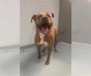 American Pit Bull Terrier-Unknown Mix Dogs for adoption in St. Cloud, FL, USA
