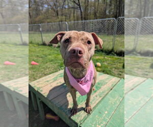 American Staffordshire Terrier-Unknown Mix Dogs for adoption in Calhoun, GA, USA