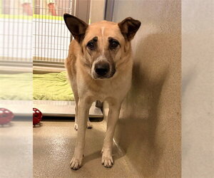 German Shepherd Dog-Unknown Mix Dogs for adoption in Rancho Cucamonga, CA, USA