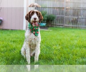 Springerdoodle Dogs for adoption in Bellbrook, OH, USA