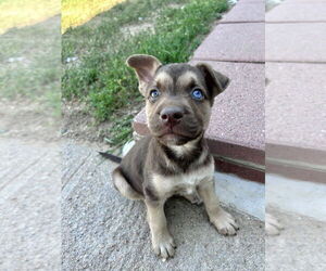 German Shepherd Dog-Unknown Mix Dogs for adoption in Lakewood, CO, USA