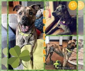 Mutt Dogs for adoption in Lockport, IL, USA