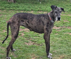 Great Dane Dogs for adoption in PIPE CREEK, TX, USA