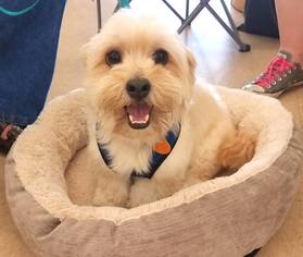 Shih Tzu-Unknown Mix Dogs for adoption in Lafayette, LA, USA