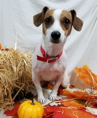 Small Dachshund-Jack Russell Terrier Mix