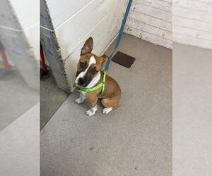 Bull Terrier-Unknown Mix Dogs for adoption in San Bernardino, CA, USA