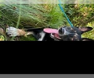 German Shepherd Dog Dogs for adoption in Lathrop, CA, USA