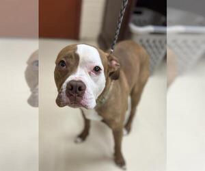 Mutt Dogs for adoption in Center Township, PA, USA