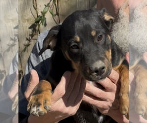 Labrador Retriever-Unknown Mix Dogs for adoption in Thomasville, NC, USA