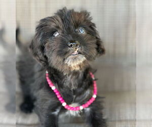 Dachshund-Unknown Mix Dogs for adoption in Weston, FL, USA