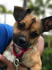 ShiChi Dogs for adoption in Bradenton, FL, USA