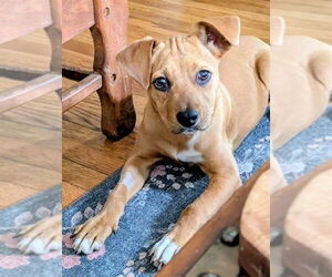 Mutt Dogs for adoption in Candler, NC, USA