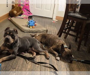 Mutt Dogs for adoption in New London, WI, USA