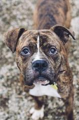 Bulloxer Dogs for adoption in National Listings, MO, USA