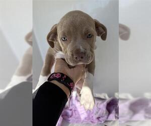 Staffordshire Bull Terrier Dogs for adoption in Houston, TX, USA