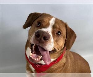American Foxhound-American Pit Bull Terrier Mix Dogs for adoption in Fort Collins, CO, USA