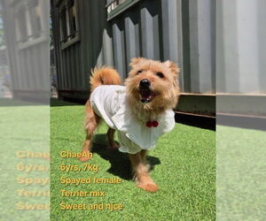 Cairn Terrier-Tibetan Terrier Mix Dogs for adoption in Agoura Hills, CA, USA