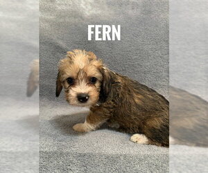 Chiranian Dogs for adoption in Bellevue, WA, USA