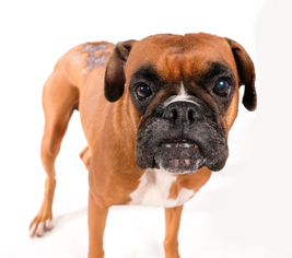 Medium Photo #1 Boxer Puppy For Sale in St. Louis Park, MN, USA
