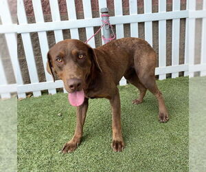 Labrador Retriever Dogs for adoption in Modesto, CA, USA