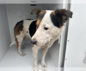 Anatolian Shepherd-Unknown Mix Dogs for adoption in Houston, TX, USA