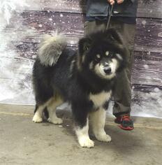 Alaskan Malamute Dogs for adoption in Louisville, KY, USA