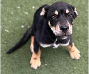 German Shepherd Dog-Unknown Mix Dogs for adoption in Texas City, TX, USA