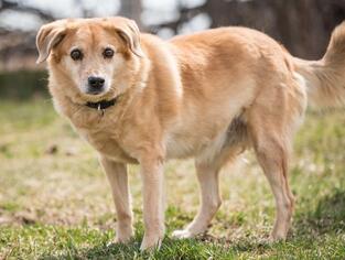 Golden Retriever Dogs for adoption in Walnutport, PA, USA