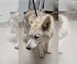 Siberian Husky Dogs for adoption in Bakersfield, CA, USA