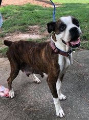 Boxer Dogs for adoption in Loganville, GA, USA