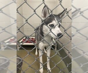Huskies -Unknown Mix Dogs for adoption in Peoria, IL, USA