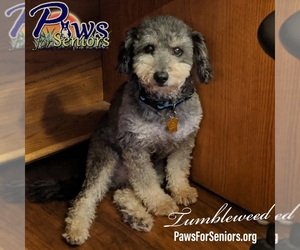 Miniature Schnauzer-Poodle (Miniature) Mix Dogs for adoption in Bealeton, VA, USA