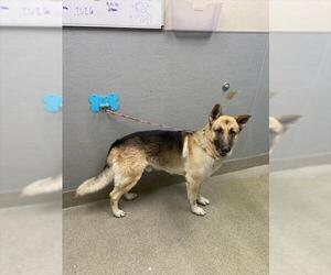 German Shepherd Dog-Unknown Mix Dogs for adoption in Las Vegas, NV, USA