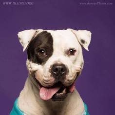 Bulldog-Unknown Mix Dogs for adoption in Blacklick, OH, USA