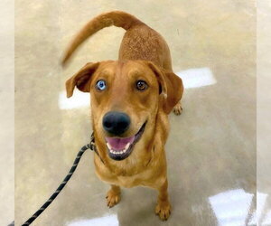 Catahoula Leopard Dog-Labrador Retriever Mix Dogs for adoption in Alexander, AR, USA
