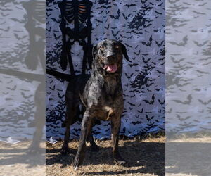 German Shorthaired Pointer-Unknown Mix Dogs for adoption in Abbeville, LA, USA