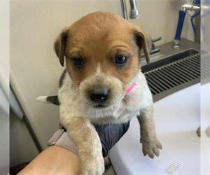 Australian Cattle Dog-Unknown Mix Dogs for adoption in Visalia, CA, USA