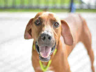 Redbone Coonhound Dogs for adoption in Fort Lauderdale, FL, USA
