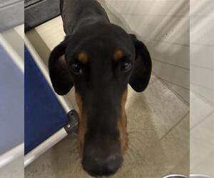 Doberman Pinscher Dogs for adoption in Bakersfield, CA, USA