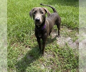 Labrador Retriever Dogs for adoption in Sarasota, FL, USA