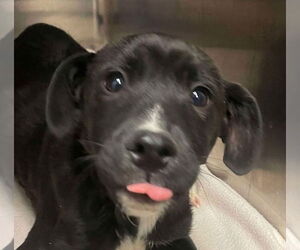 Labrador Retriever-Unknown Mix Dogs for adoption in Canton, CT, USA