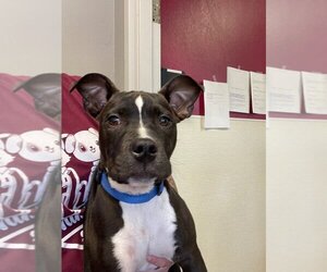 American Pit Bull Terrier-Unknown Mix Dogs for adoption in Athens, TX, USA