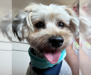 Shih Tzu-Unknown Mix Dogs for adoption in Royal Palm Beach, FL, USA